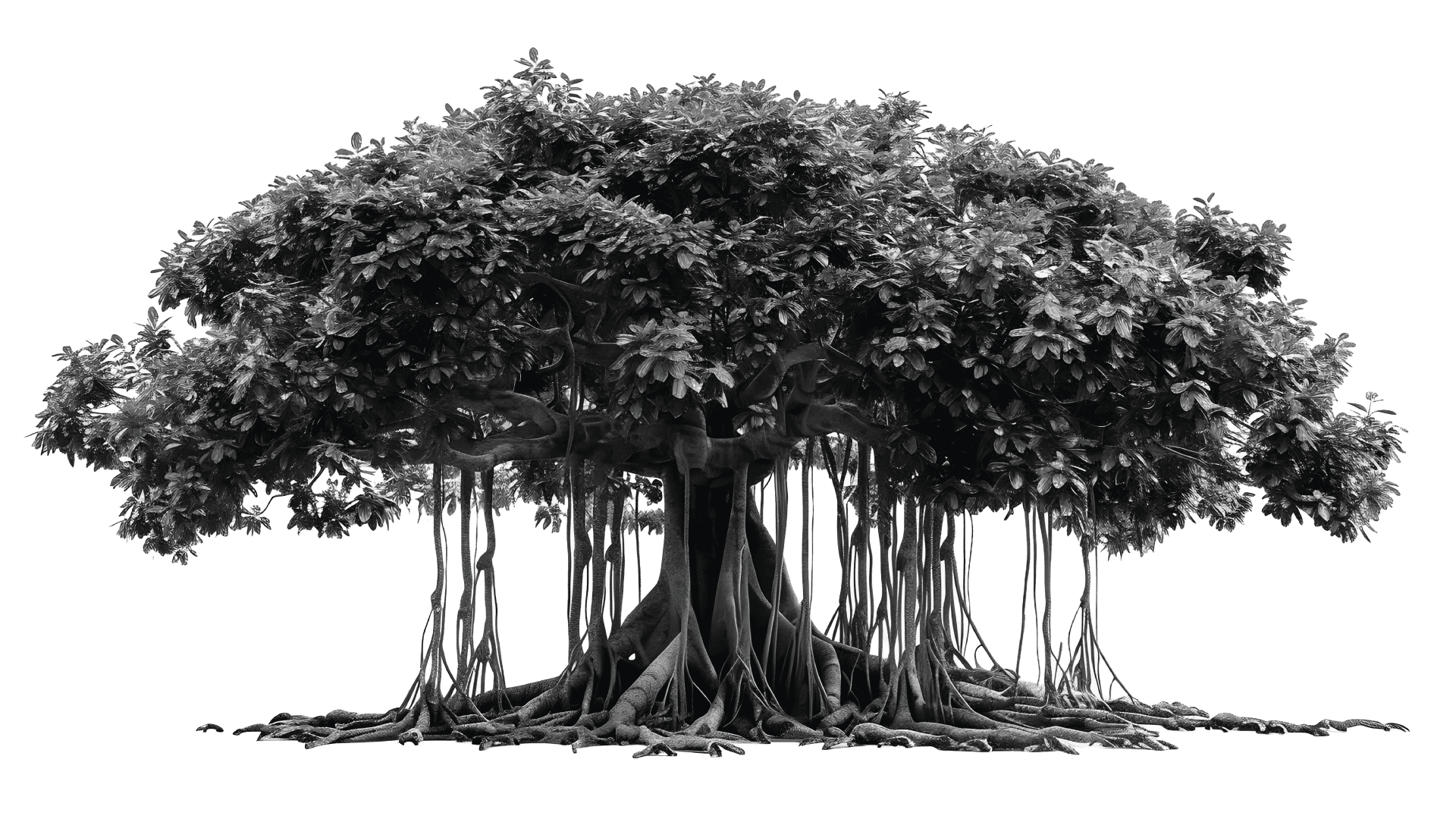 Rooted Legacy