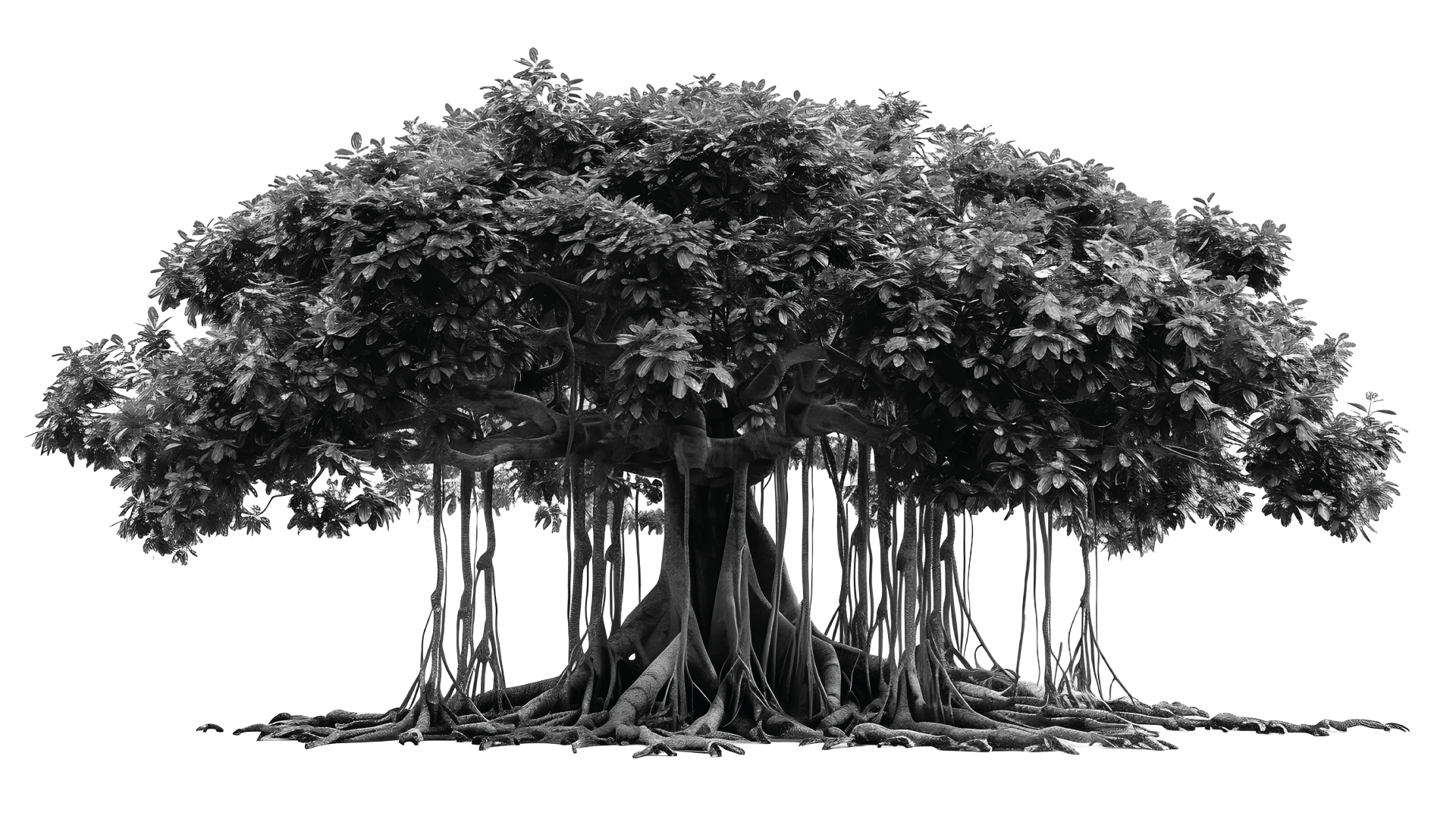 Rooted Legacy